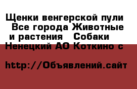 Щенки венгерской пули - Все города Животные и растения » Собаки   . Ненецкий АО,Коткино с.